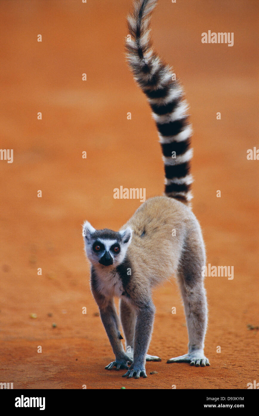 Lemure catta. Foto Stock