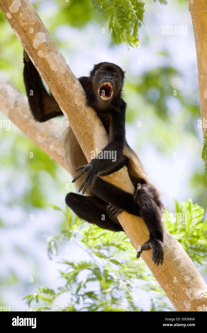 Mantled howler ululati, Costa Rica. Foto Stock