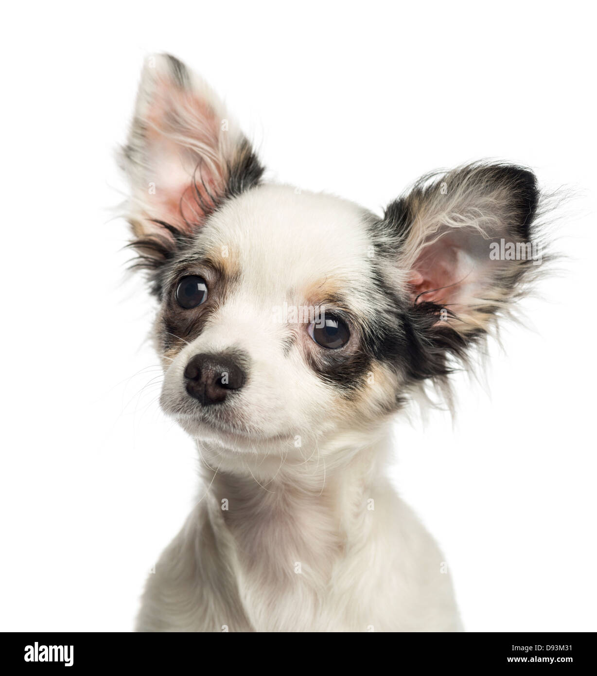 Close-up di Chihuahua cucciolo contro uno sfondo bianco Foto Stock