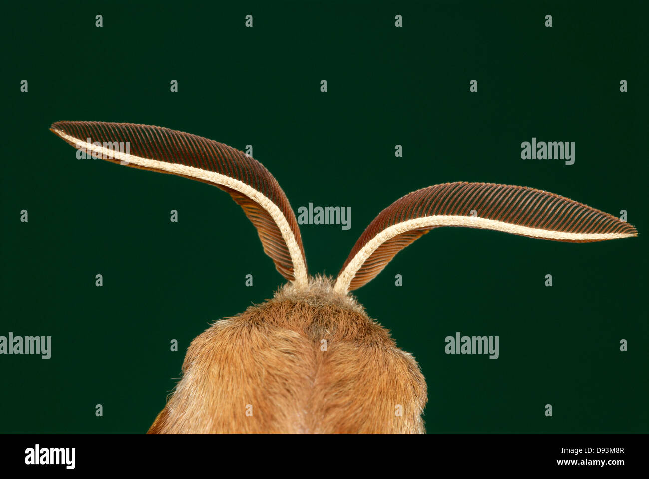 Antenna di animale, close-up Foto Stock