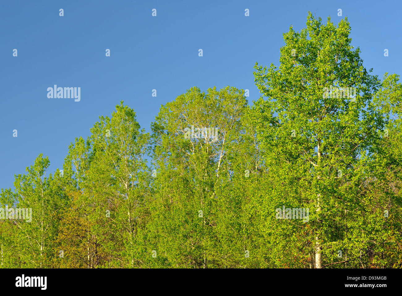 Tremore aspen Populus tremuloides maggiore Sudbury Ontario Canada Foto Stock