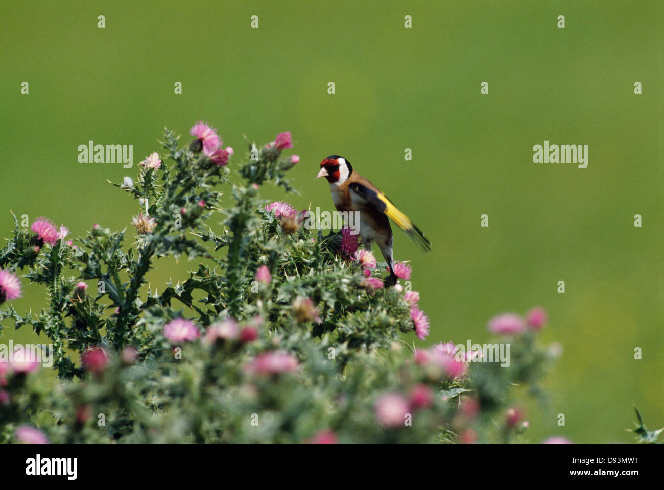 Cardellino appollaiate su bush Foto Stock