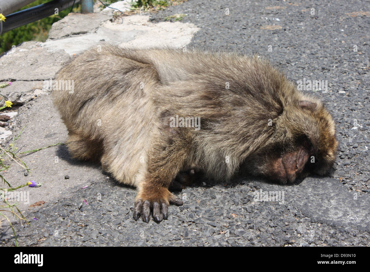 Babbuino di sonno Foto Stock