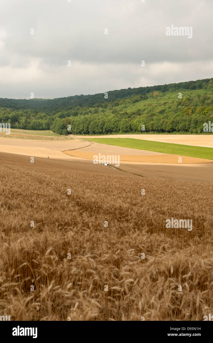 Mature campi di grano paesaggio Rodelingham Francia Europa Foto Stock