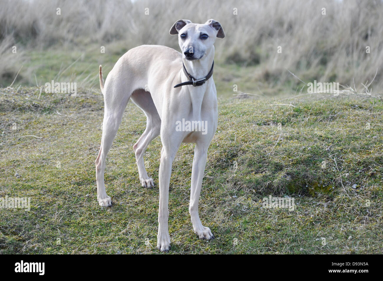 Bianco pistola whippet cane cane gara permanente ancora poste su una verde collina di erba cercando REGNO UNITO Foto Stock