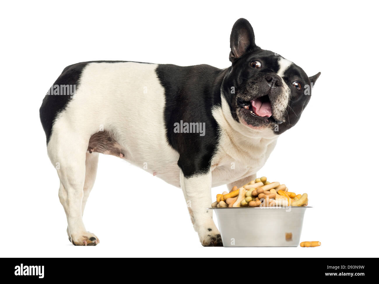 Bulldog francese con recipiente pieno cercando contro uno sfondo bianco Foto Stock