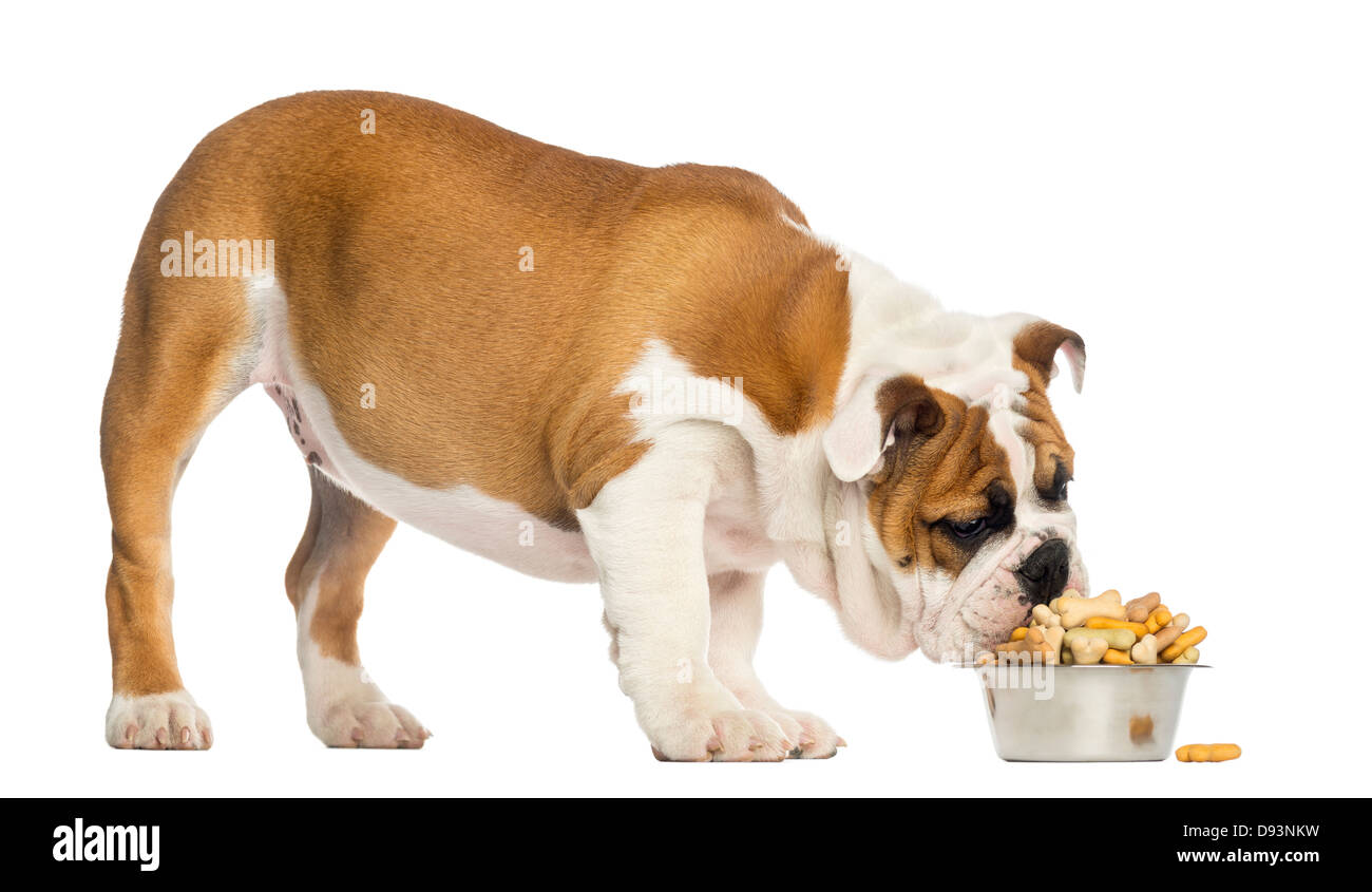 Bulldog inglese cucciolo di mangiare da una ciotola piena di biscotti, 4  mesi di età, contro uno sfondo bianco Foto stock - Alamy