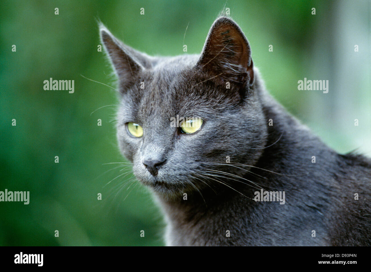 Vista del gatto, close-up Foto Stock