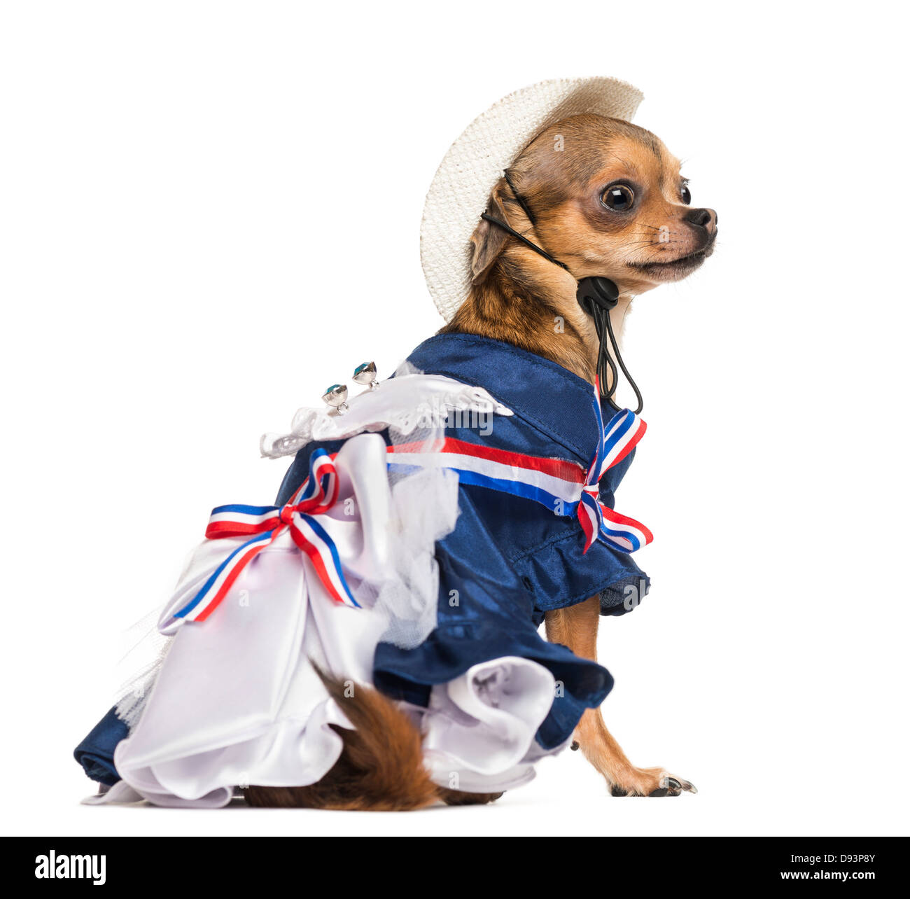 Vista laterale del Chihuahua patriottico seduto contro uno sfondo bianco Foto Stock