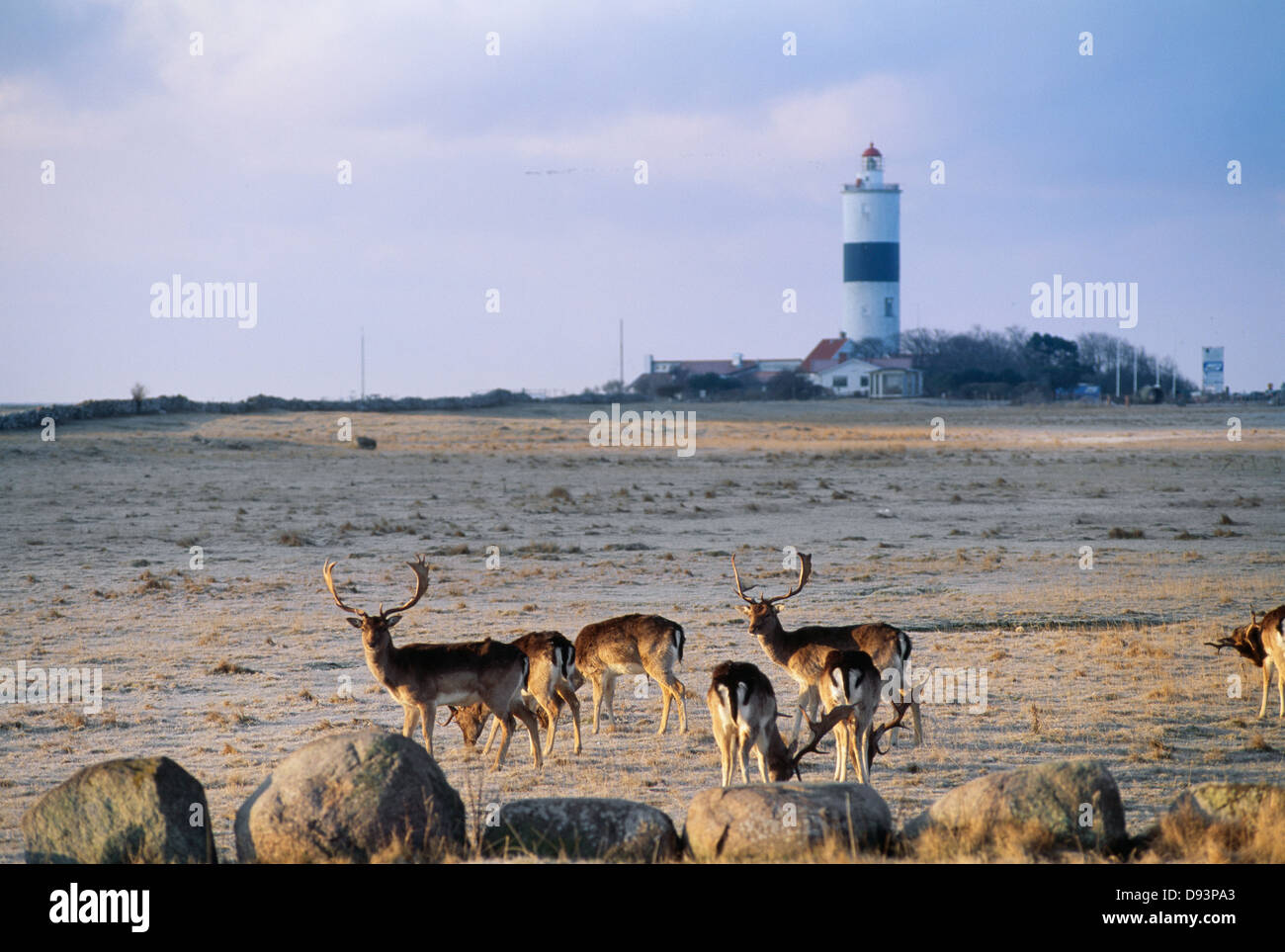 Allevamento di daini con il faro in background Foto Stock