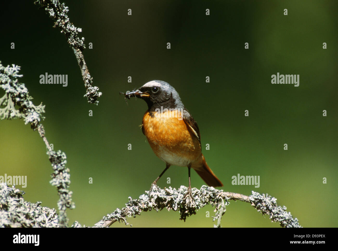 Uccello sul ramo di albero, close-up Foto Stock