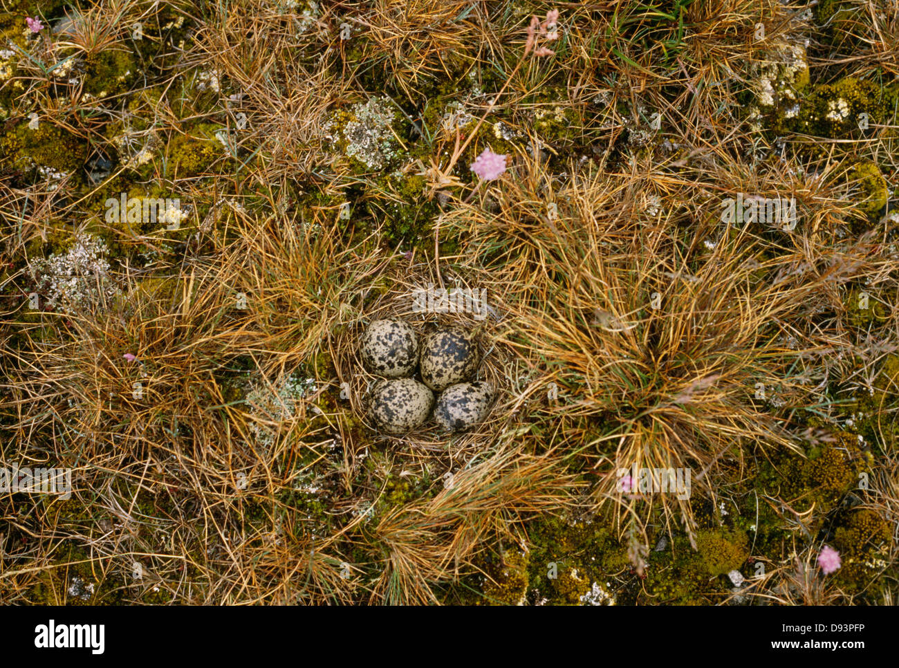 Golden Plover nido con quattro uova mimetizzata su erba, vista aerea Foto Stock