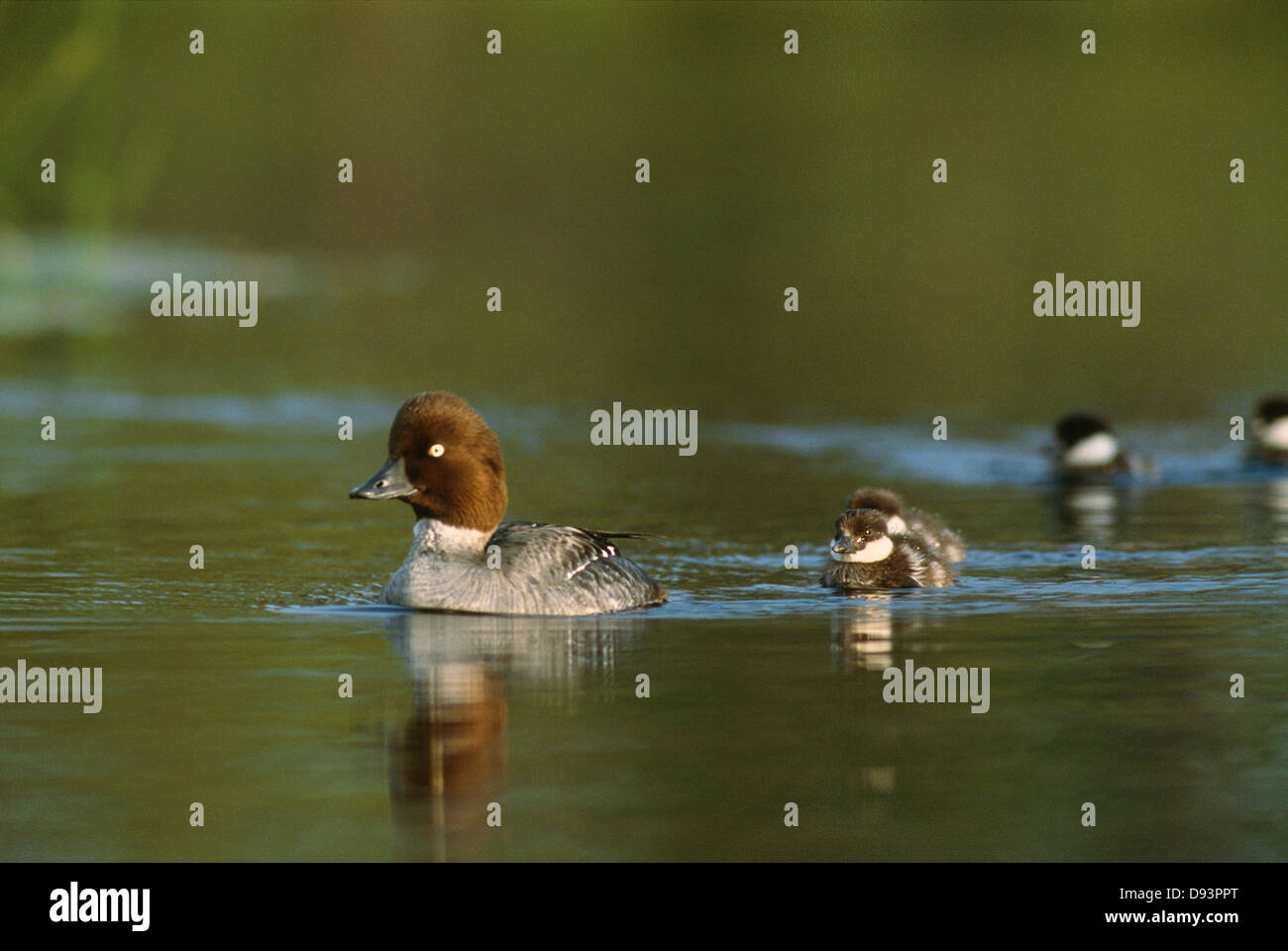 La riflessione di uccelli sul lago Foto Stock