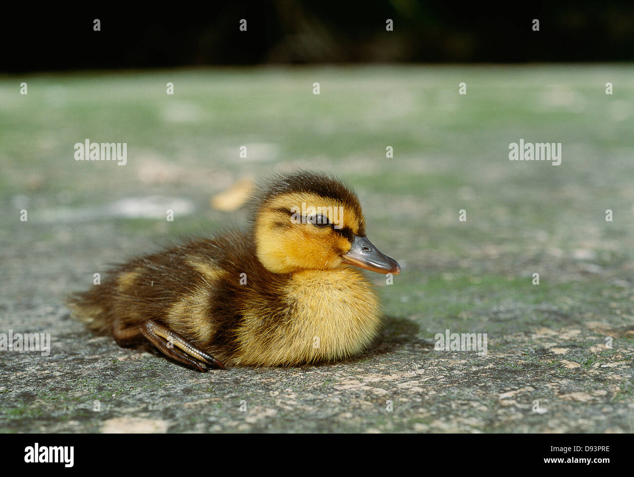 Baby Mallard duck Foto Stock