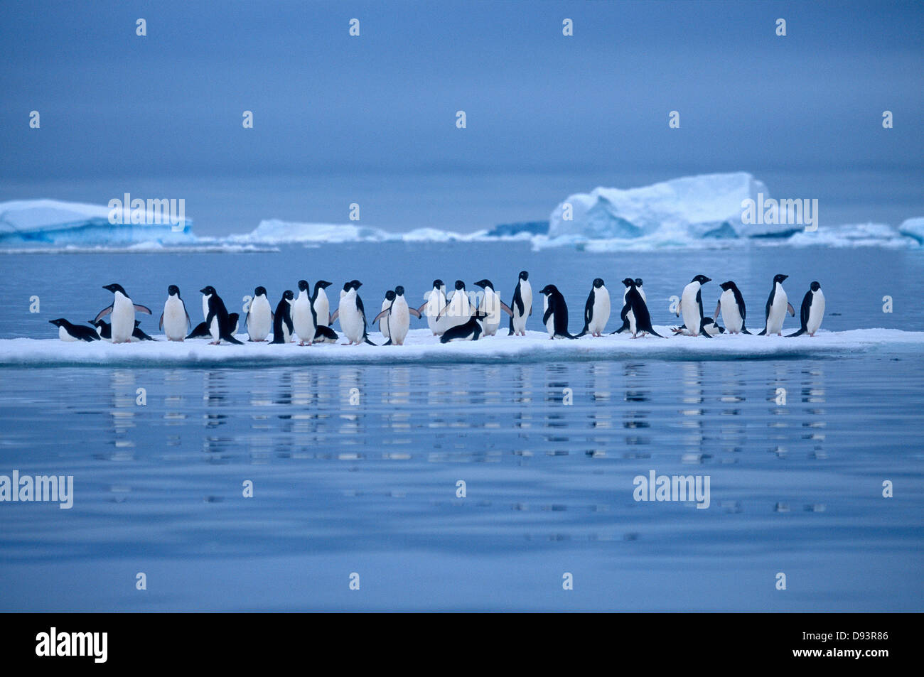 I pinguini sul ghiaccio nemico. Foto Stock