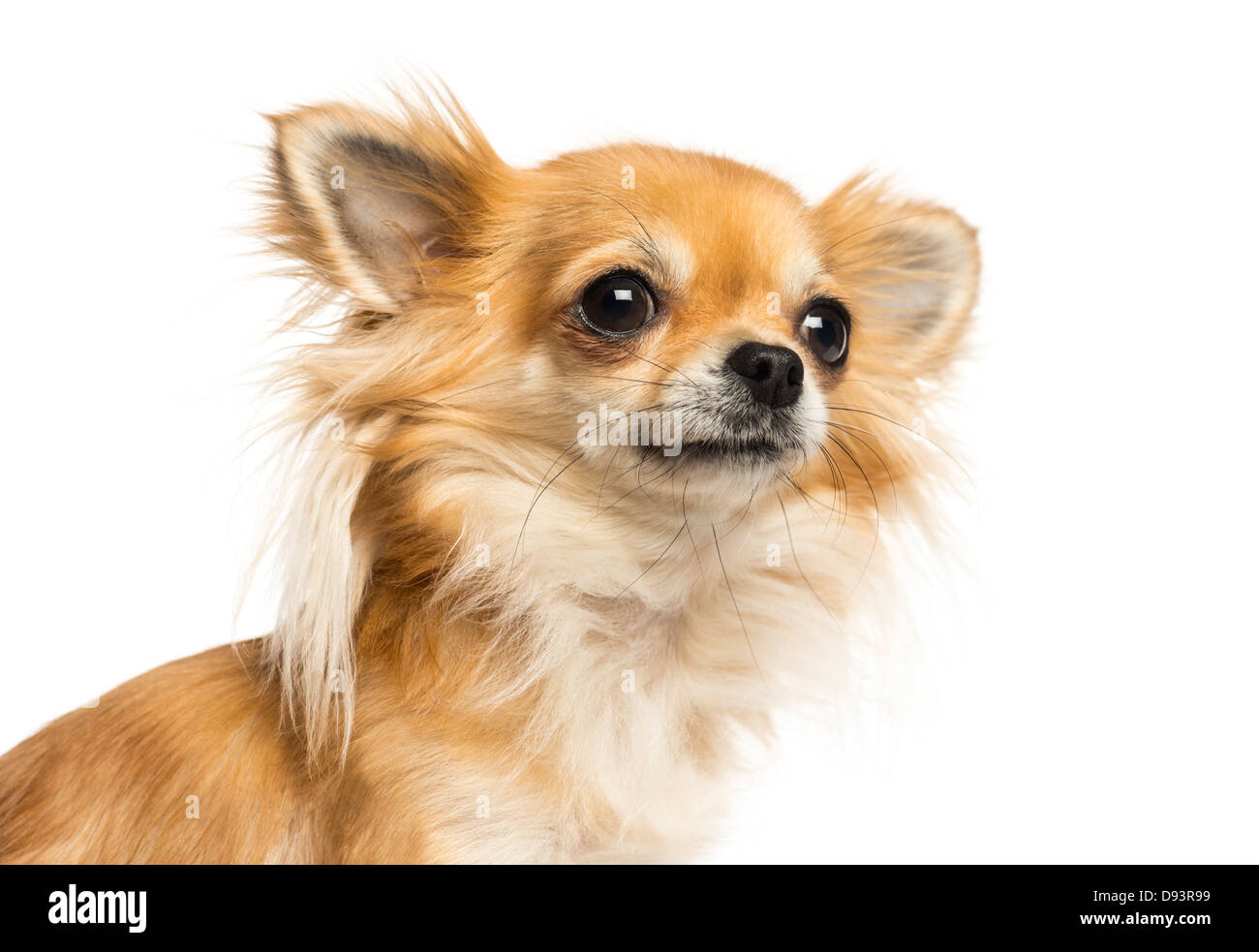 Close-up di Chihuahua che guarda lontano contro lo sfondo bianco Foto Stock