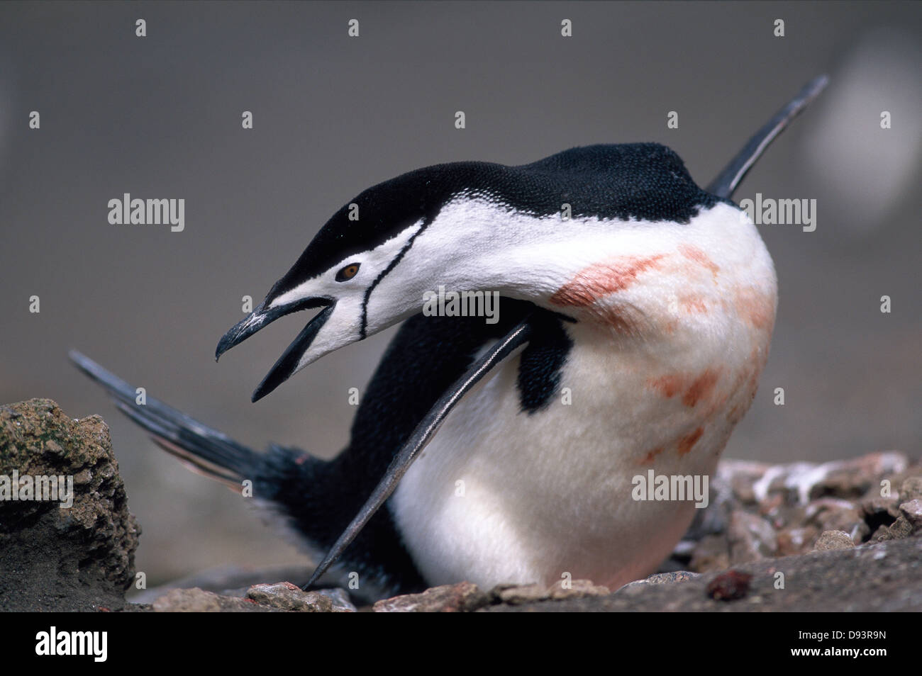 Un pinguino chinstrap. Foto Stock