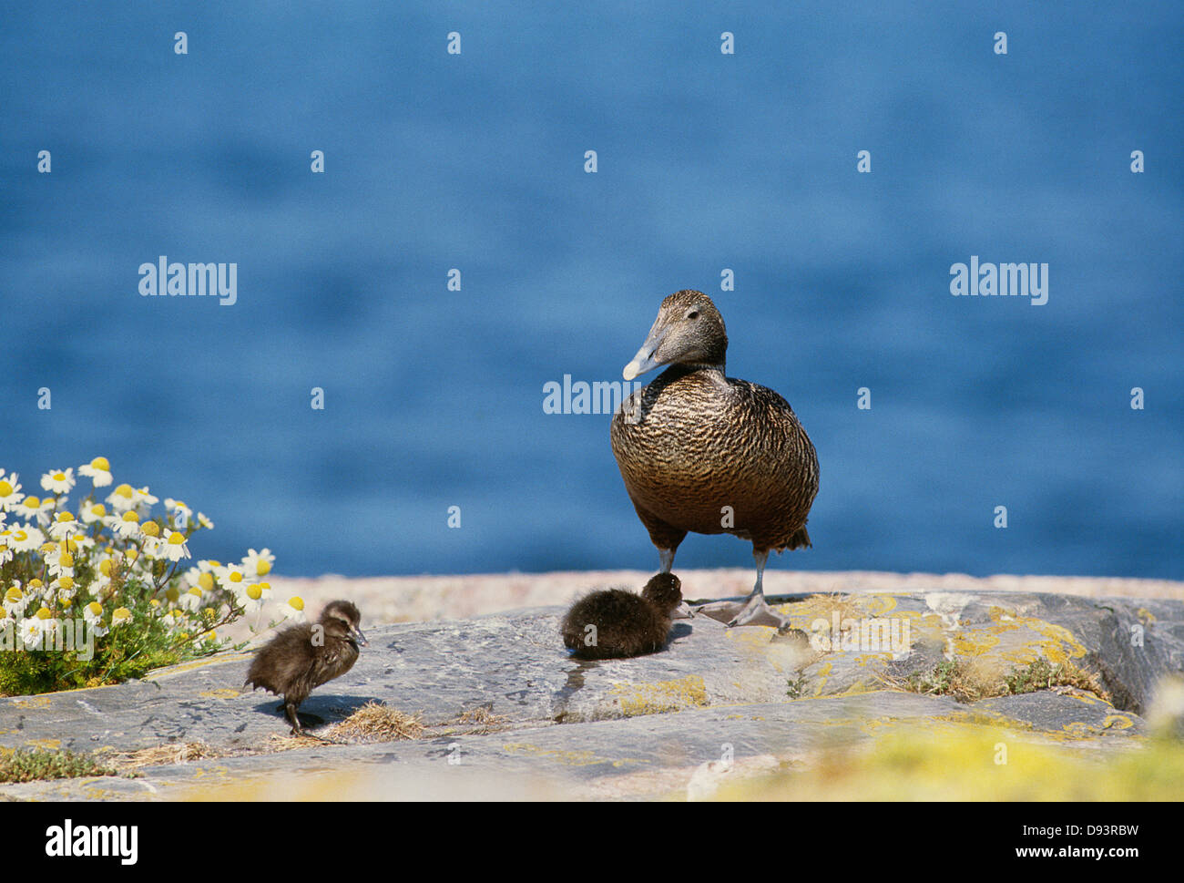 Eider duck famiglia sulla roccia Foto Stock