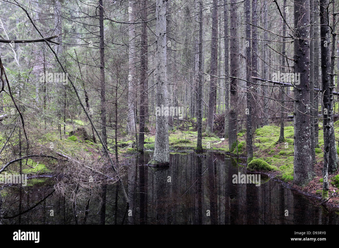 Forest tronchi di alberi che riflettono in acqua Foto Stock