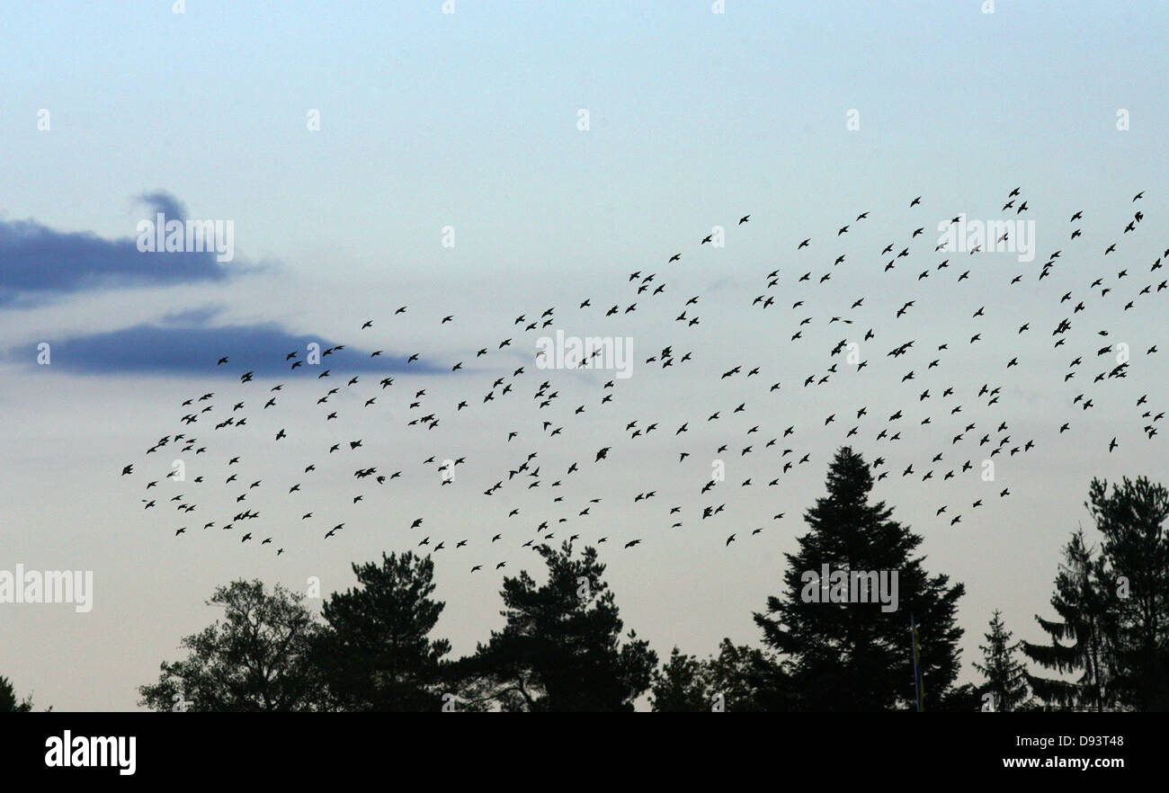 Stormo di uccelli al tramonto Foto Stock