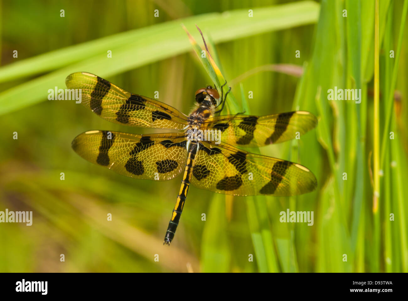 Halloween Pennant (Celithemis eponina) dragonfly poggiante su erba alta, Charleston Lake Provincial Park Foto Stock