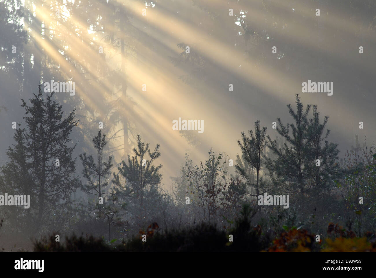 Foresta in mattina presto luce. Foto Stock