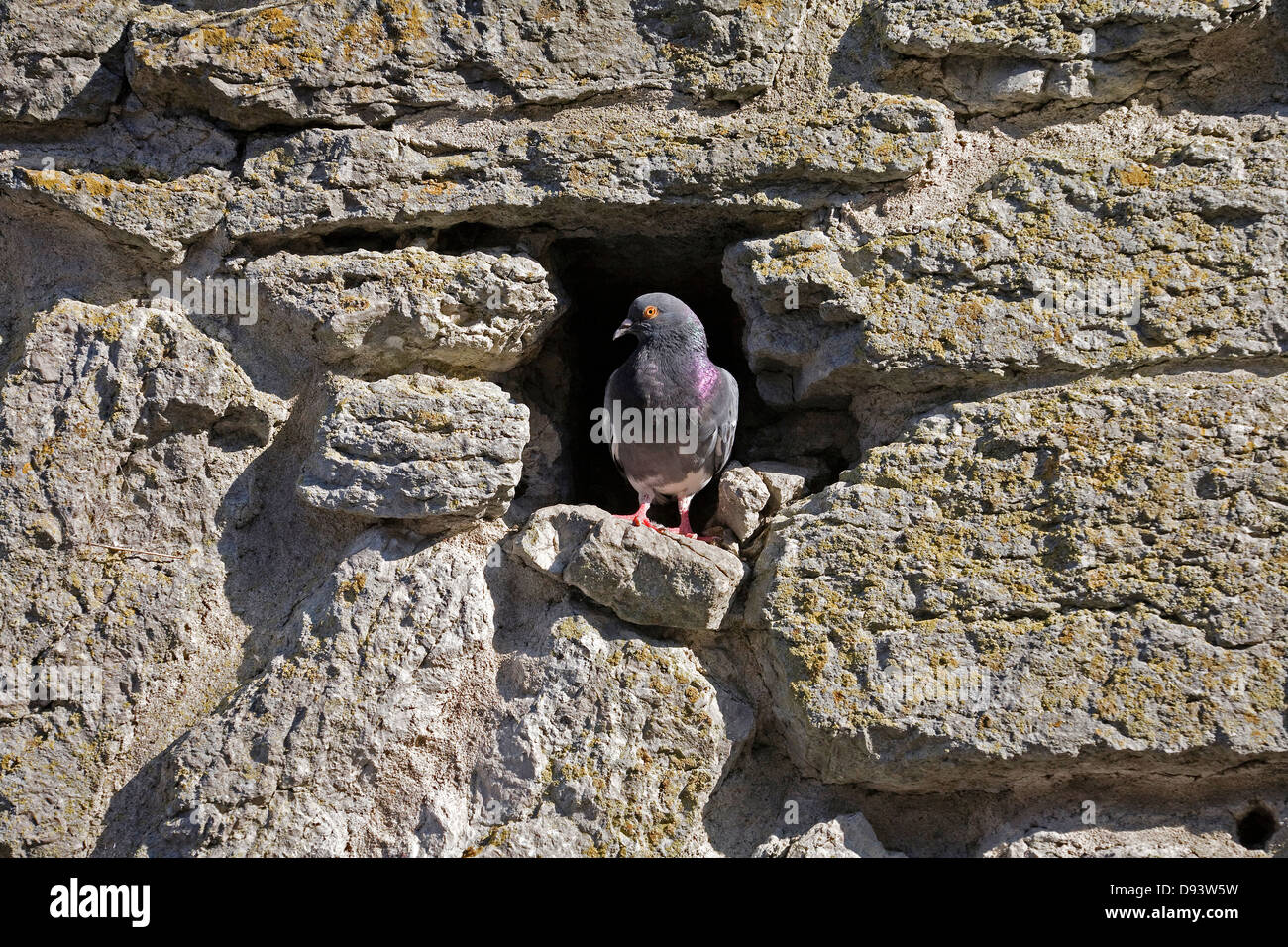 Una colomba in un muro di pietra, Svezia. Foto Stock