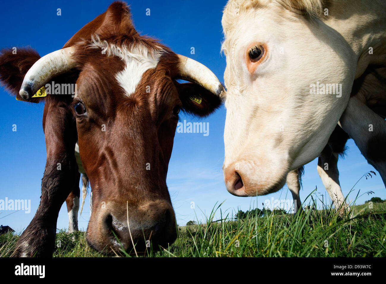 Il pascolo di bestiame, Svezia. Foto Stock