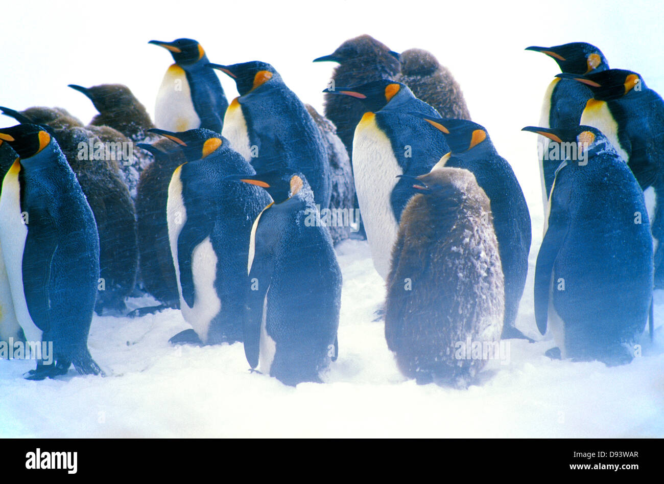 Gruppo di royal pinguino nella neve Foto Stock