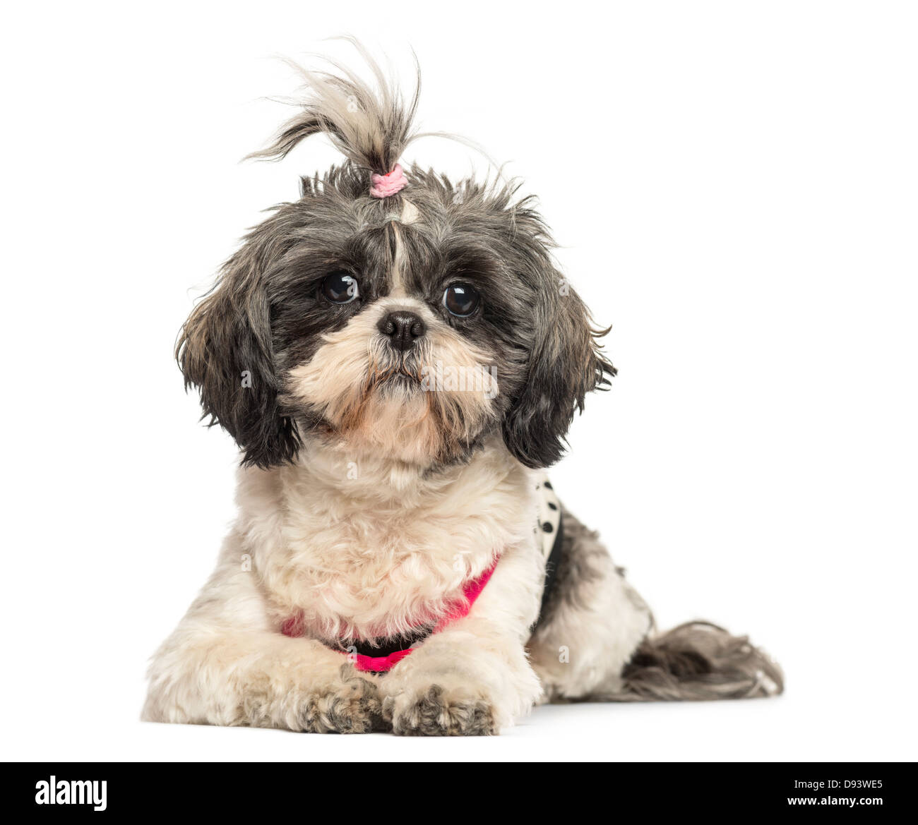 Vista frontale di Shih Tzu, 4 anni, che giace contro uno sfondo bianco Foto Stock
