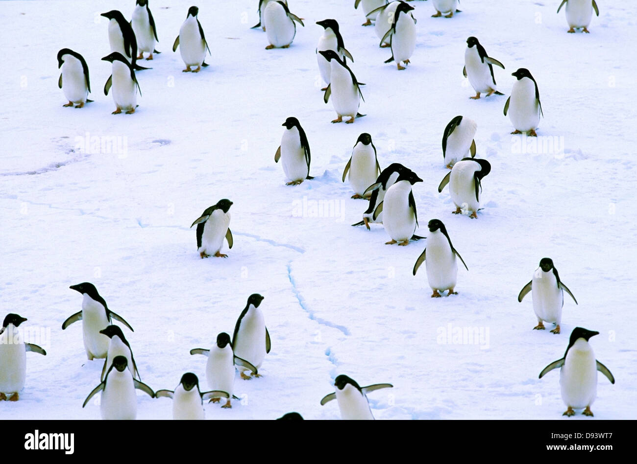 Gruppo di adelie penguin sulla neve Foto Stock