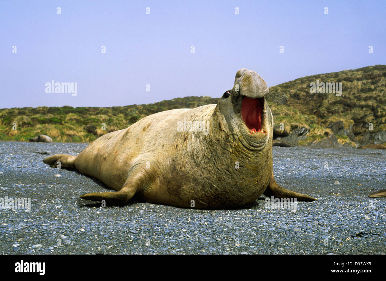Maschio guarnizione di elefante giacente con bocca aperta Foto Stock