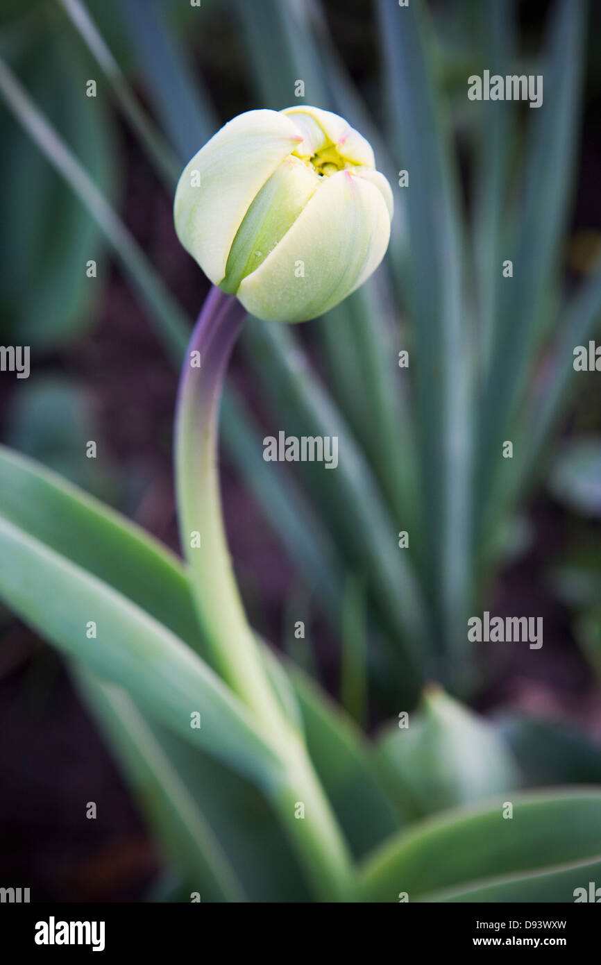In erba tulipano Foto Stock