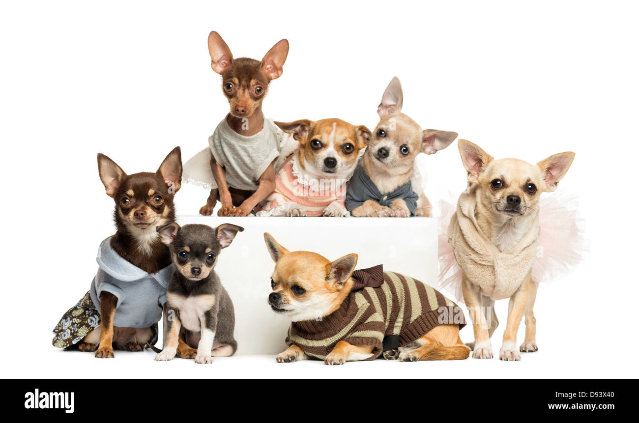Gruppo di vestite Chihuahuas giacenti e seduti contro uno sfondo bianco Foto Stock