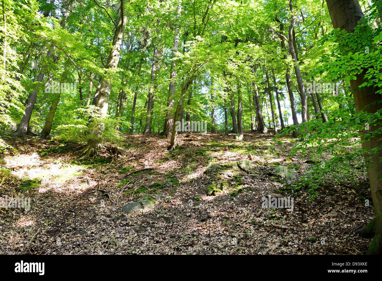Vista inferiore per il deep forest con illuminazione sun. Foto Stock
