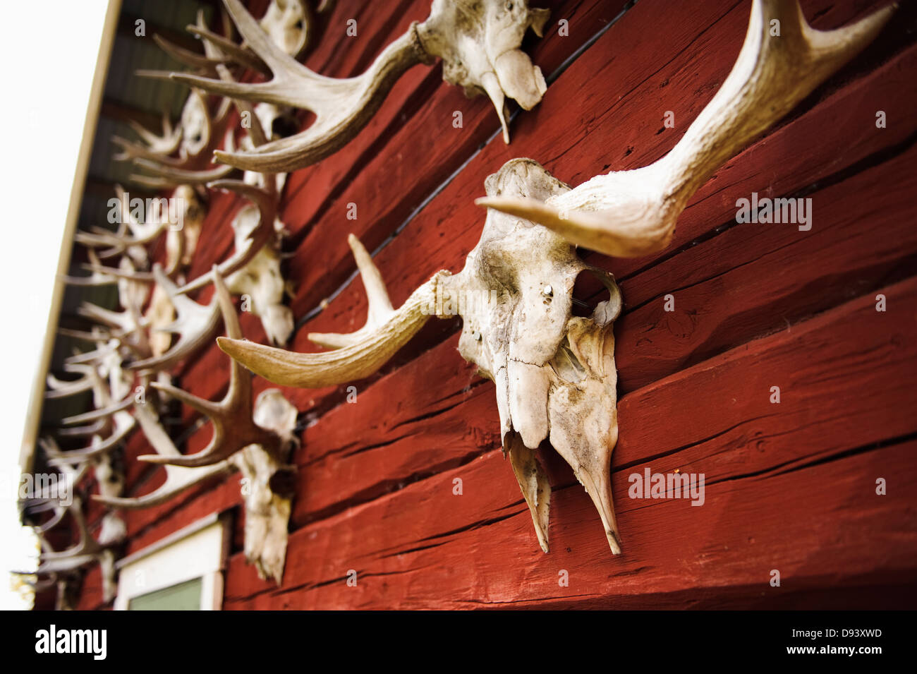 Di tassidermia di cervo sulla parete della casa Foto Stock