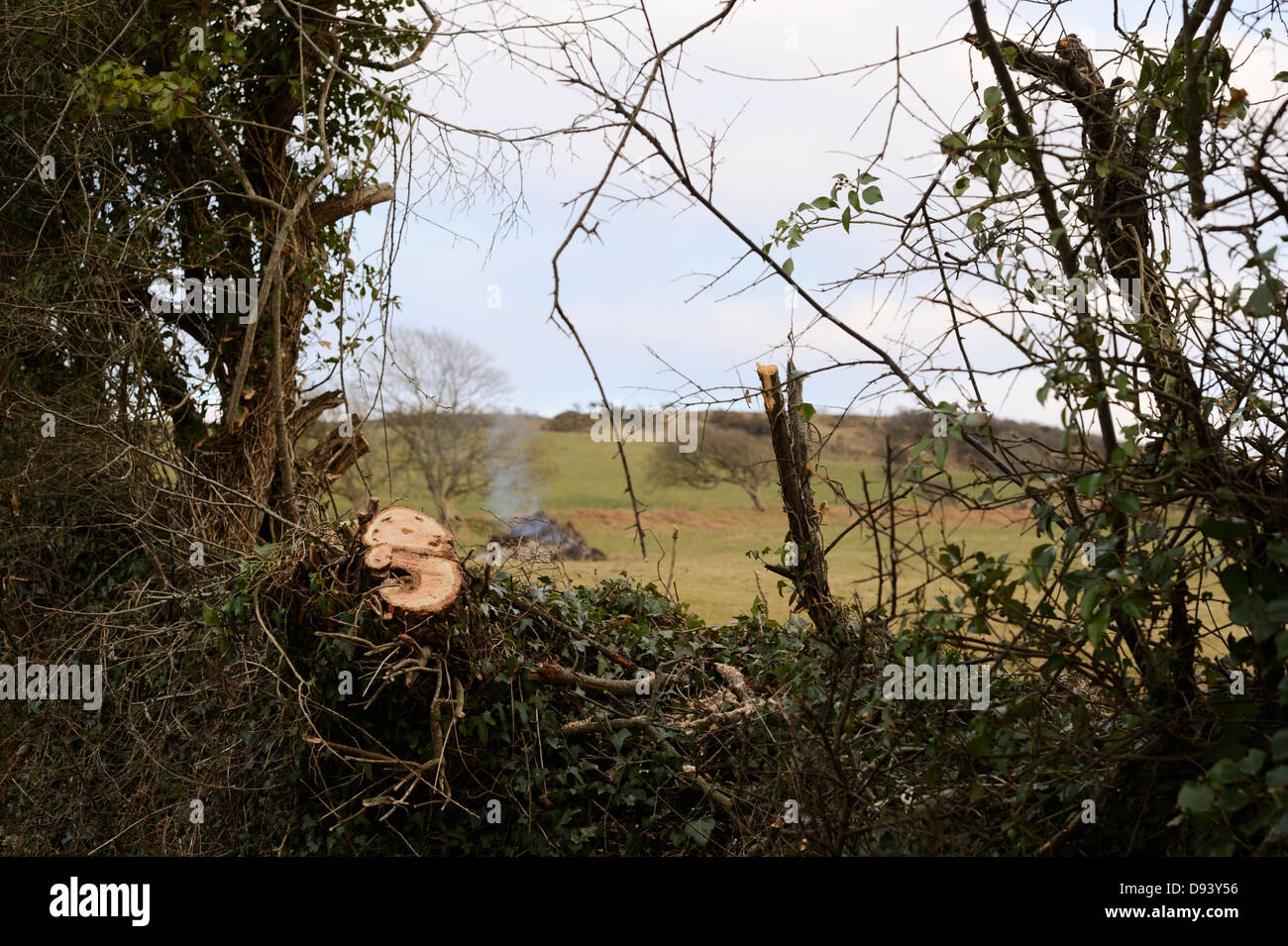 Il taglio di ritorno e la masterizzazione di alberi da una siepe come parte del miglioramento agricolo lavoro, Wales, Regno Unito. Foto Stock
