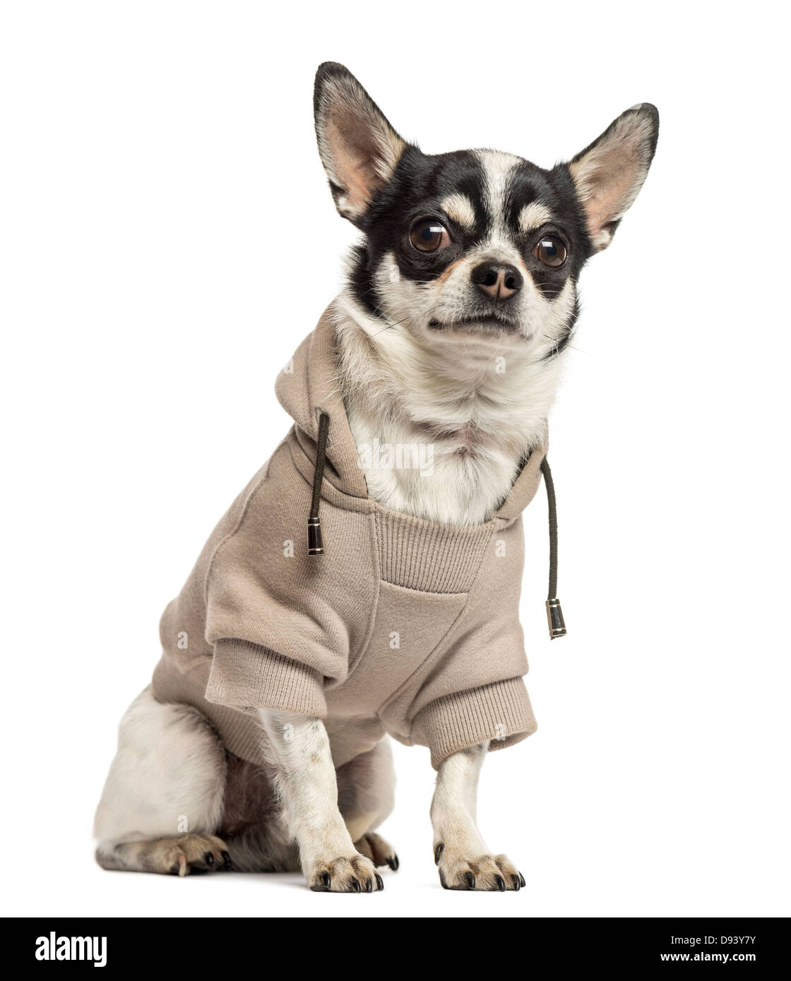 Chihuahua che indossa un maglione, 18 mesi di età, seduti contro uno sfondo bianco Foto Stock