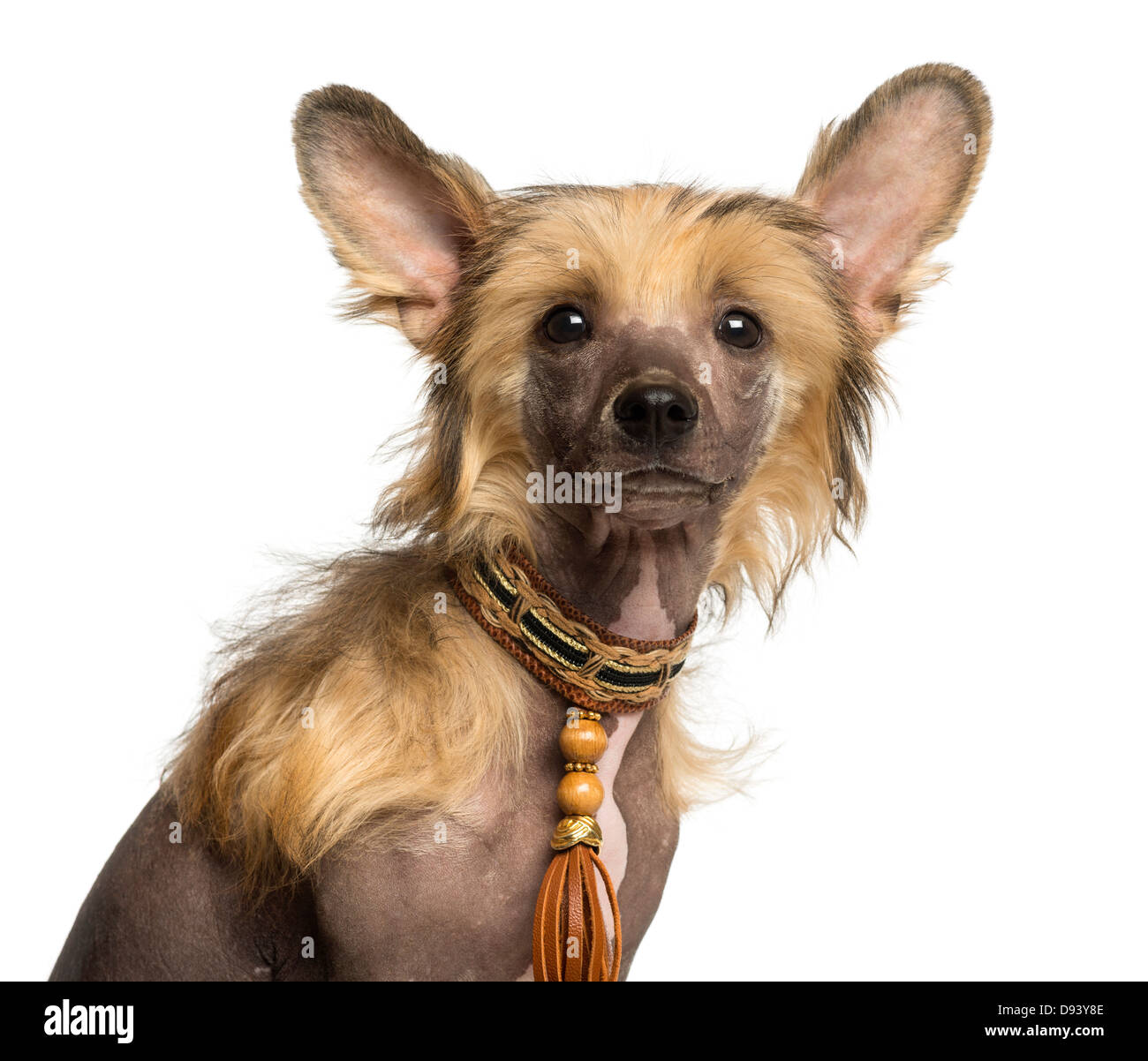 Close-up di cinese Crested cane cucciolo , 4 mesi di età, contro uno sfondo bianco Foto Stock