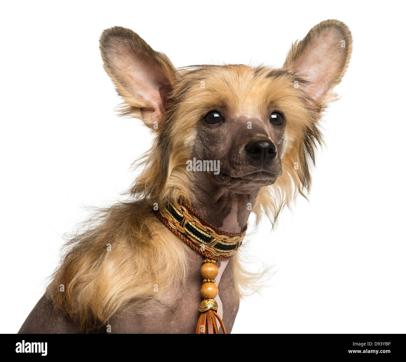 Close-up di cinese Crested cane cucciolo , 4 mesi di età, contro uno sfondo bianco Foto Stock