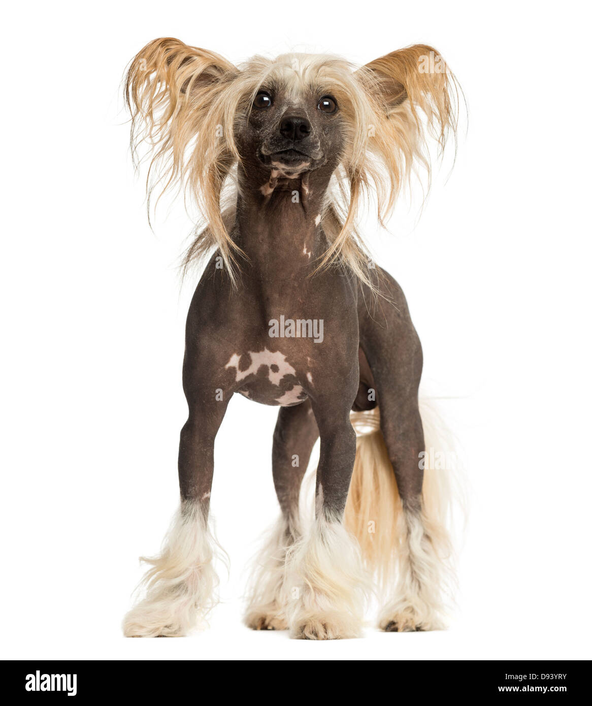 Chinese Crested Dog, 3 anni, in piedi contro lo sfondo bianco Foto Stock