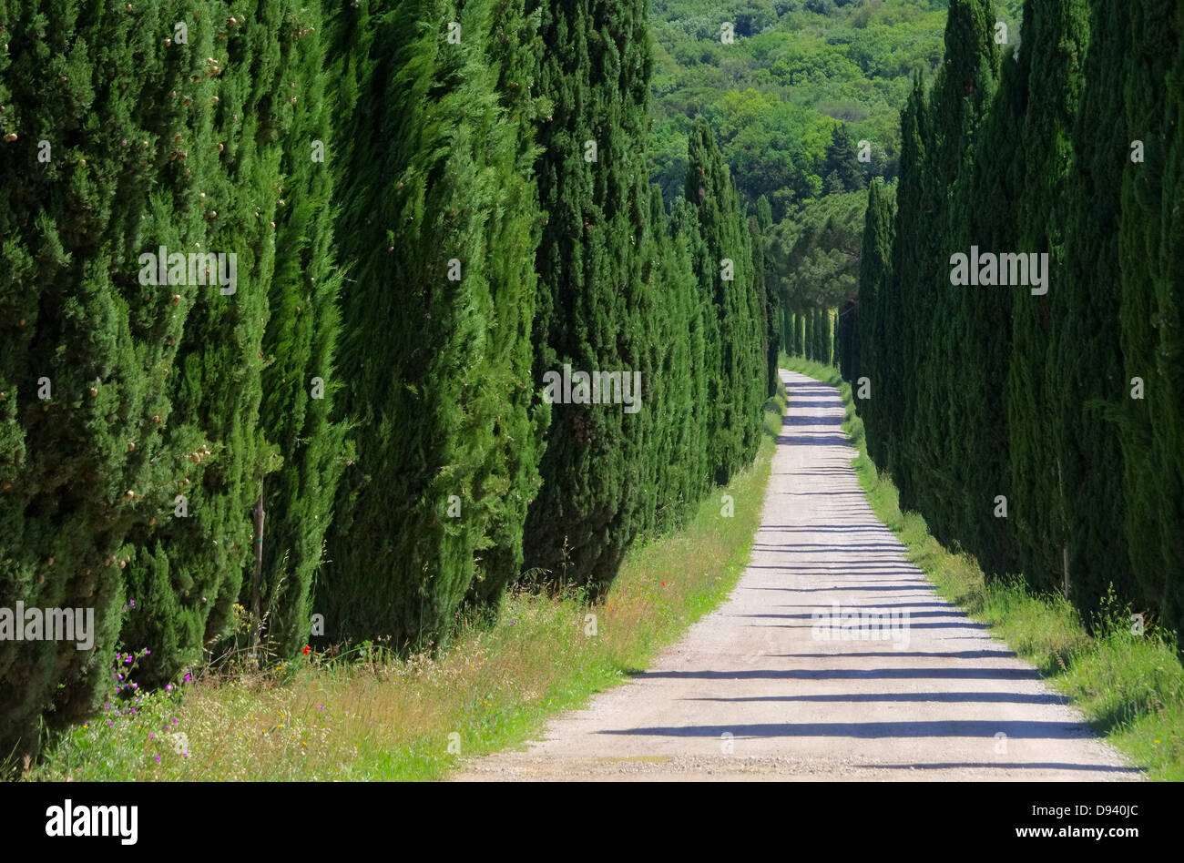 Zypressenallee - cypress avenue 22 Foto Stock