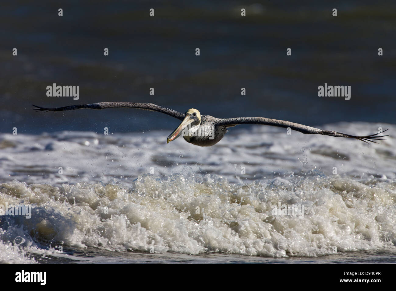 Brown pelican volare sulle onde Foto Stock