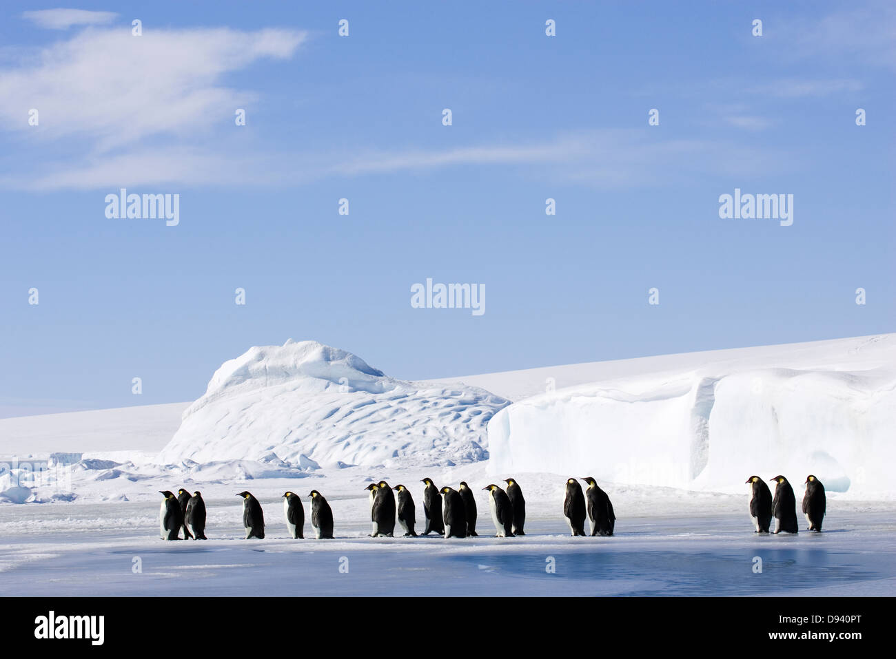 Pinguini imperatore, l'Antartide. Foto Stock
