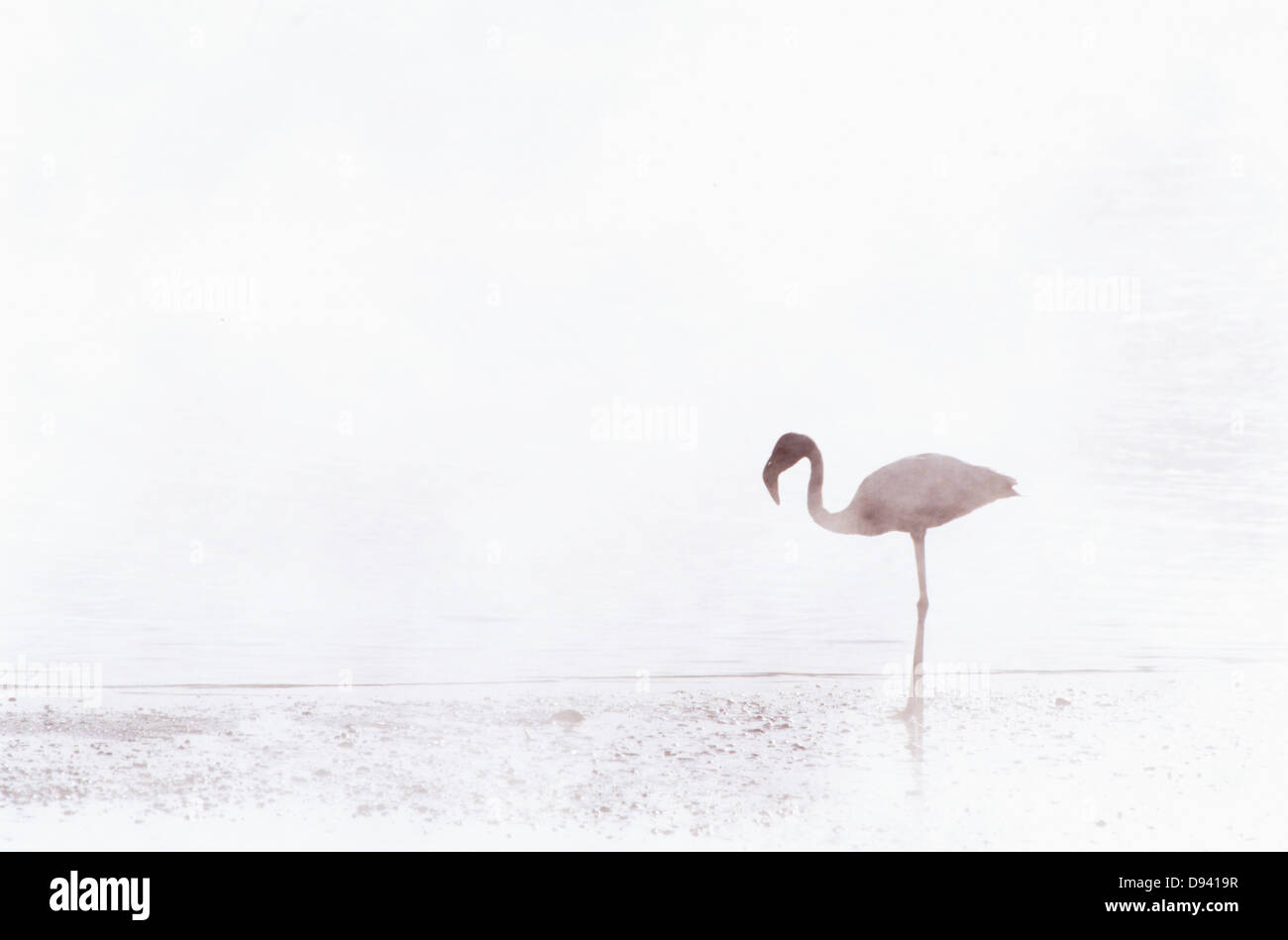 Flamingo in piedi nel lago Foto Stock