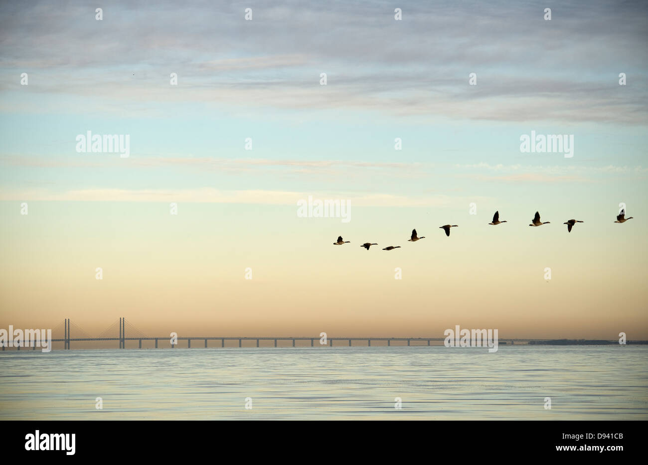 Stormo di uccelli che vola vicino a ponte Foto Stock