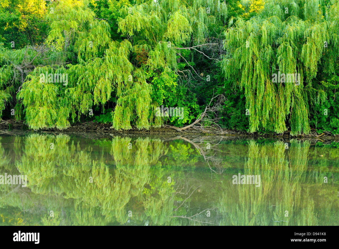 Riflessi nel lago Gibson all'alba Thorold Ontario Canada Foto Stock