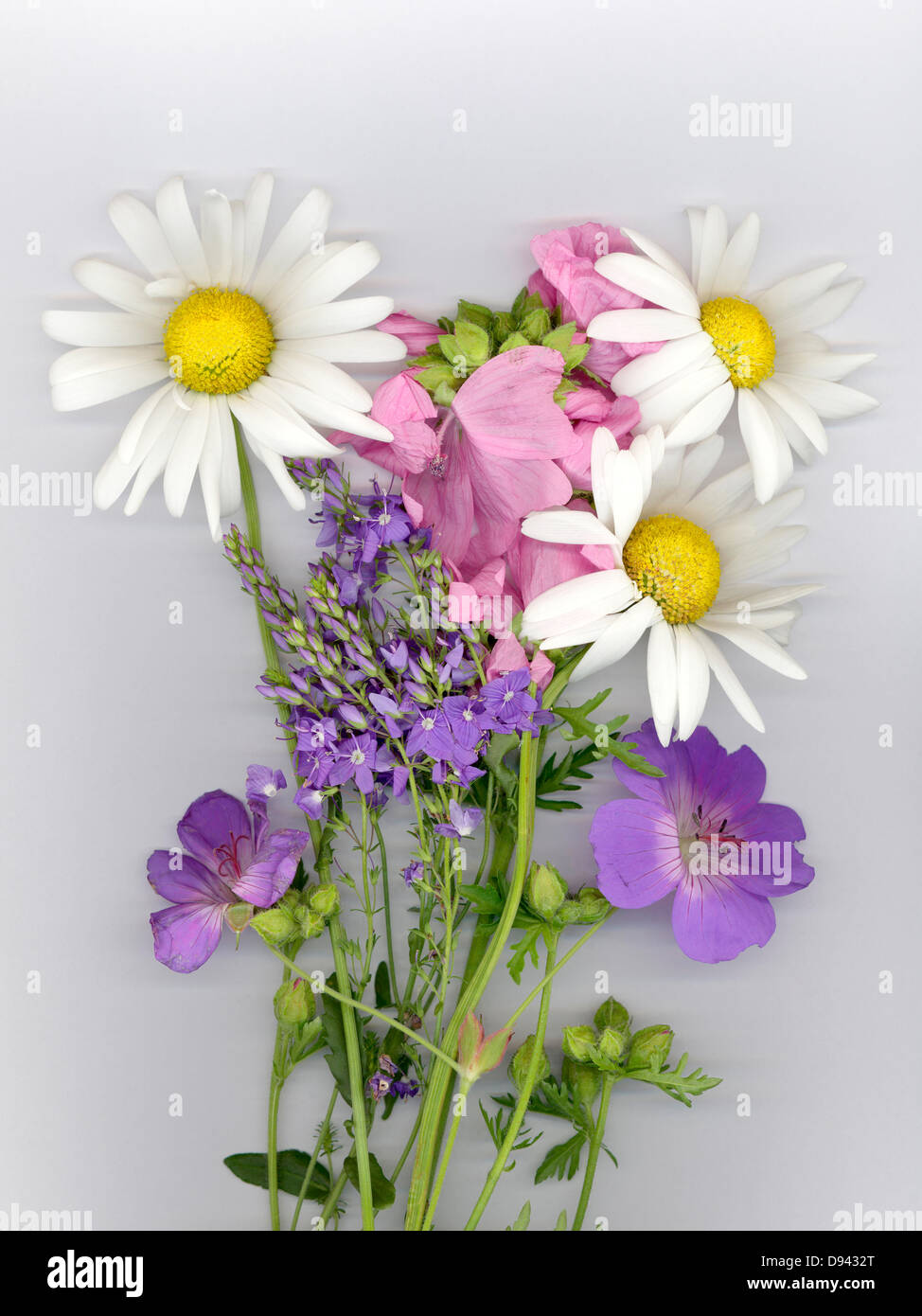 Più fiori perenni contro uno sfondo grigio Foto Stock