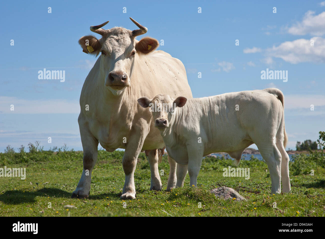 Charolais bestiame al pascolo Foto Stock