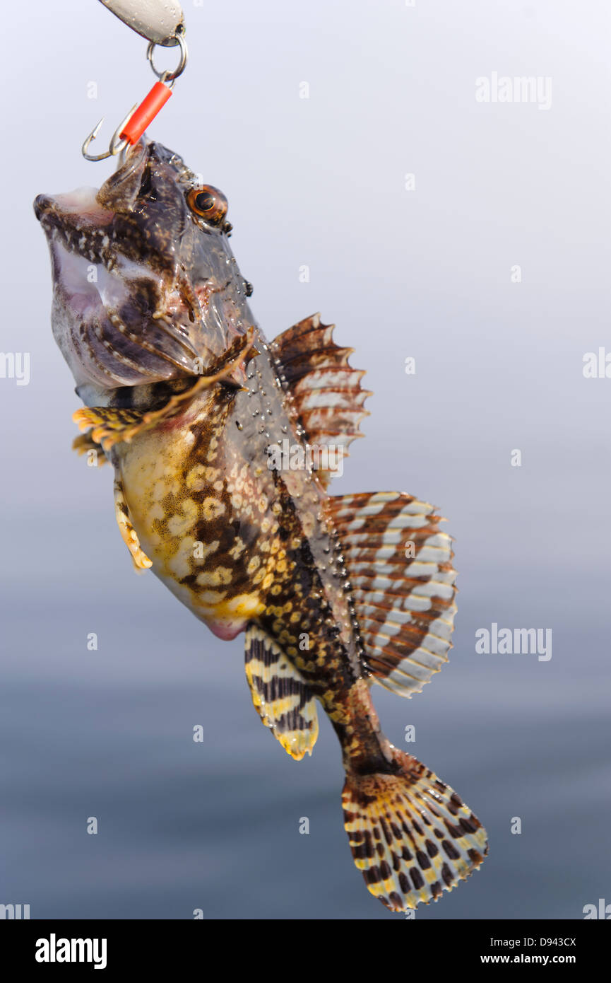 Pesce appesa al gancio Foto Stock